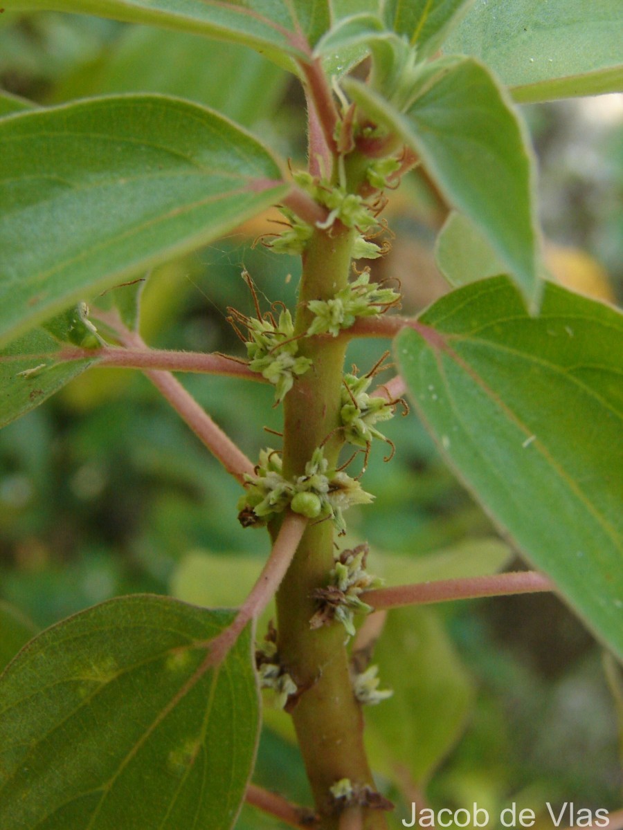 Pouzolzia zeylanica (L.) Benn.